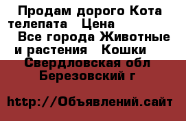  Продам дорого Кота-телепата › Цена ­ 4 500 000 - Все города Животные и растения » Кошки   . Свердловская обл.,Березовский г.